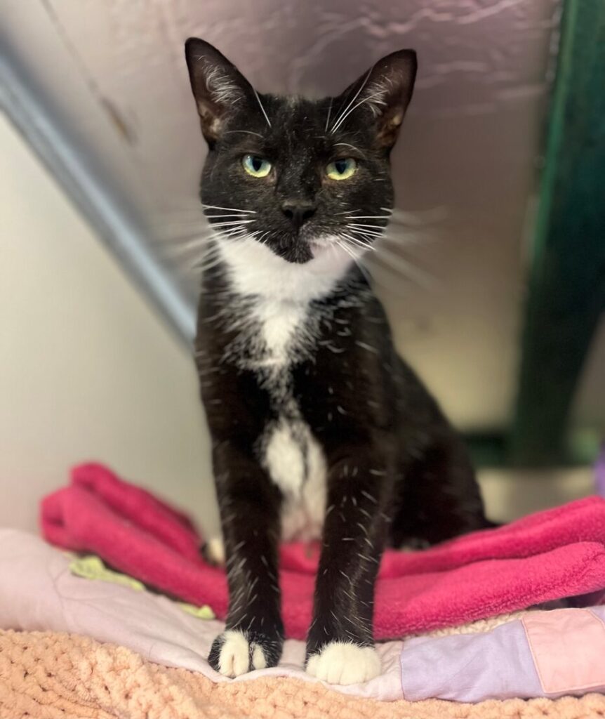 Cats West Cork Animals