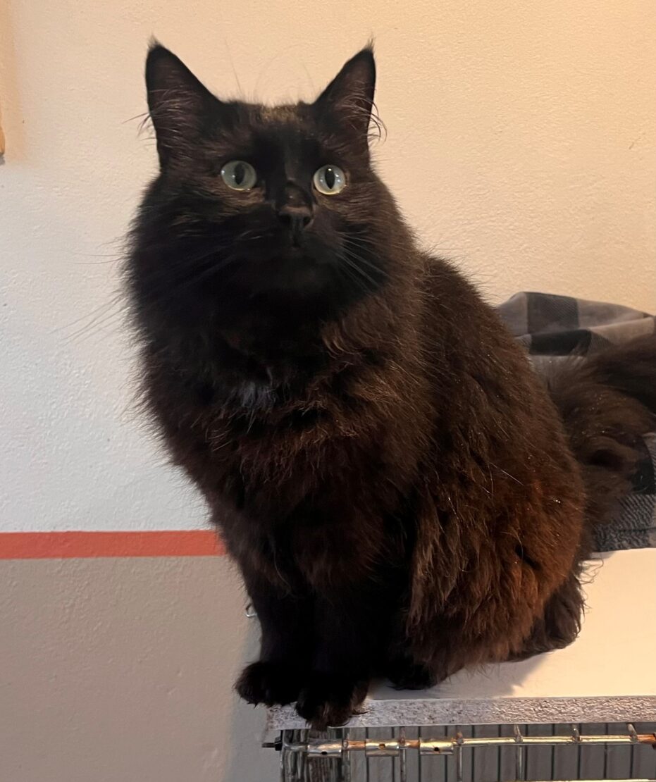 Cats West Cork Animals