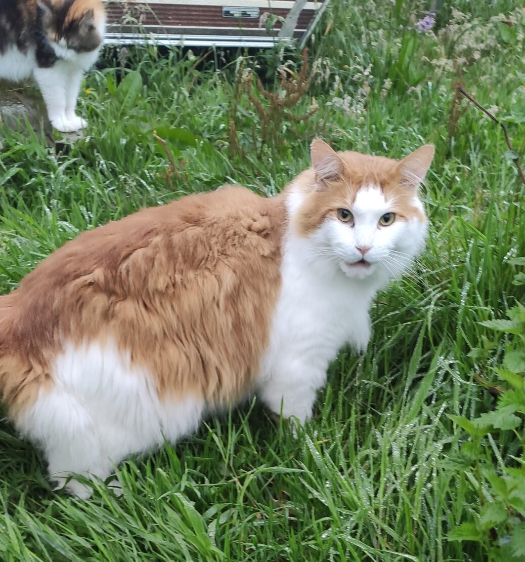 Cats West Cork Animals