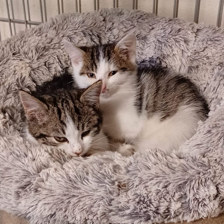 Cats West Cork Animals